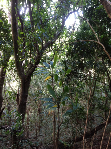 Cordyline fruticosa