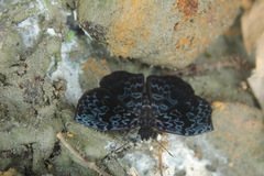 Cycloglypha thrasibulus