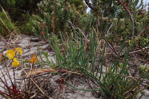 Image of Lebeckia meyeriana by (c) Diana Studer, some rights reserved (CC BY)