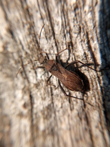 Ant bug photo 2
