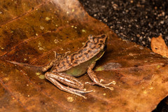 Chalcorana megalonesa