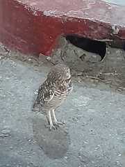 Athene cunicularia