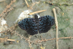 Cycloglypha thrasibulus