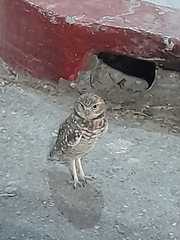 Athene cunicularia