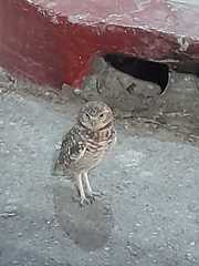 Athene cunicularia