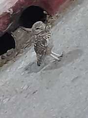 Athene cunicularia