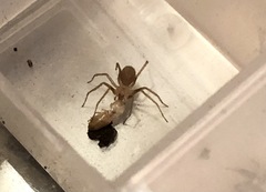 Loxosceles rufescens