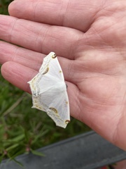 Sericoptera