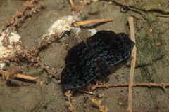 Cycloglypha thrasibulus