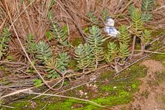 Petrosedum sediforme