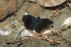Cycloglypha thrasibulus