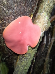 Phillipsia domingensis