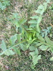 Lactuca canadensis