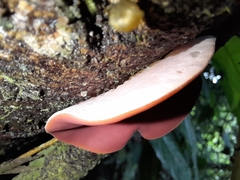 Phillipsia domingensis