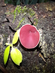 Phillipsia domingensis