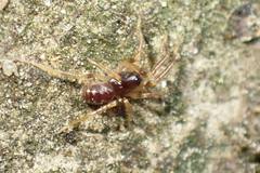 Oedignatha scrobiculata
