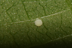 Mahathala ameria