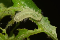 Mahathala ameria