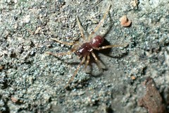 Oedignatha scrobiculata