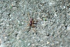Oedignatha scrobiculata