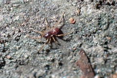 Oedignatha scrobiculata