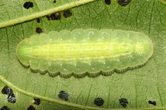 Mahathala ameria
