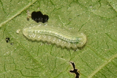 Mahathala ameria