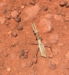Chroicopteridae