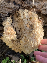 Hericium
