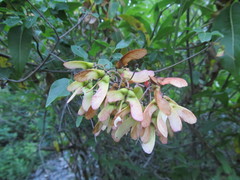 Heteropterys dumetorum