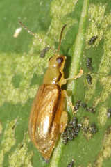 Systena marginalis