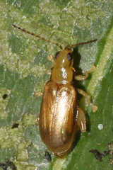 Systena marginalis