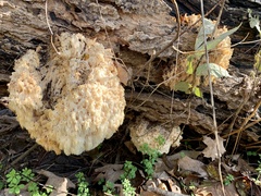 Hericium