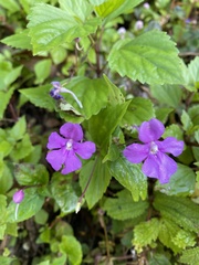 Impatiens exilis