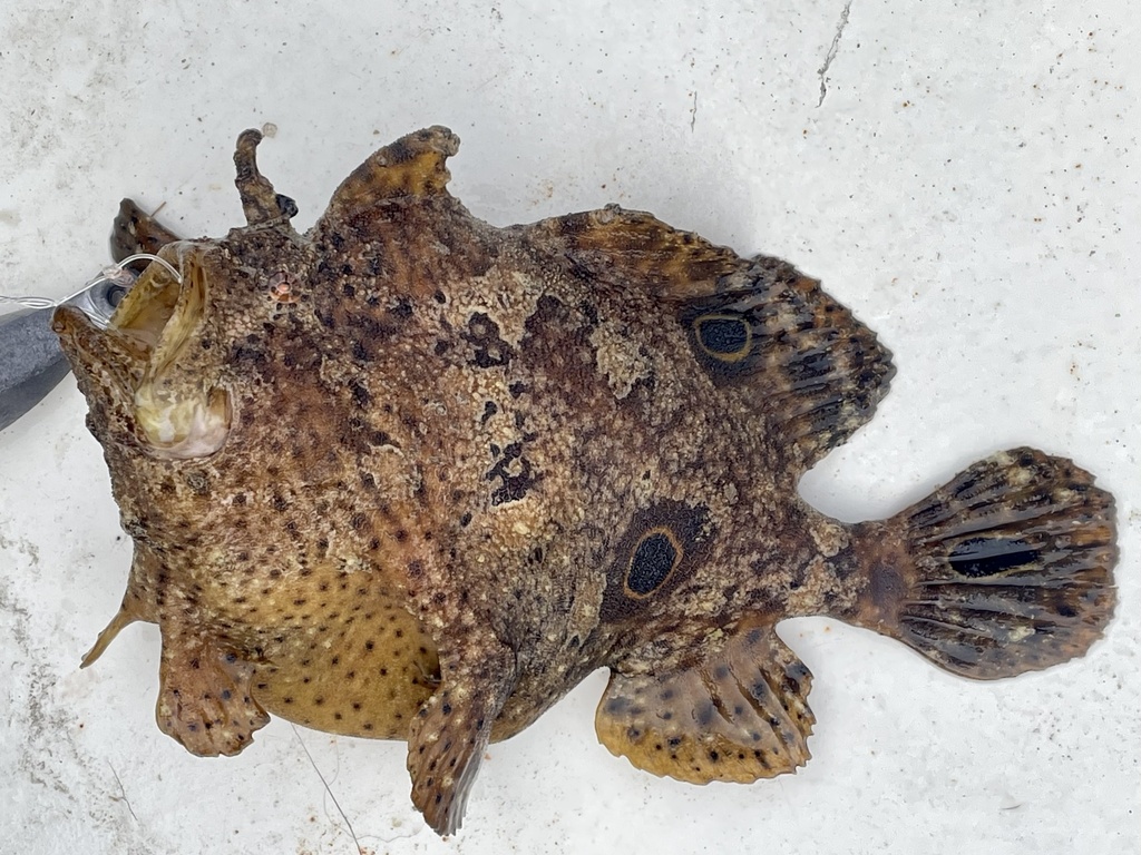 Oogvlek-hengelaarsvis (Fowlerichthys ocellatus) — Antennariidae