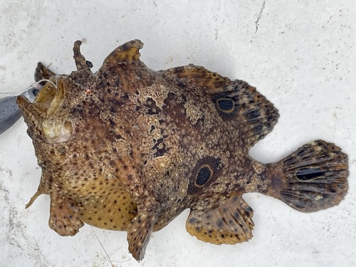 Ocellated frogfish (Fowlerichthys ocellatus) — Antennariidae