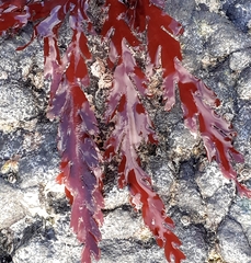 Odonthalia dentata