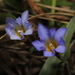 Gentiana loureiroi - Photo (c) Chan Kam Kong, some rights reserved (CC BY-NC), uploaded by Chan Kam Kong