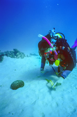 Gymnothorax thyrsoideus