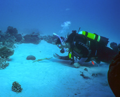 Gymnothorax thyrsoideus