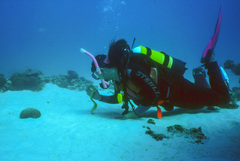 Gymnothorax thyrsoideus