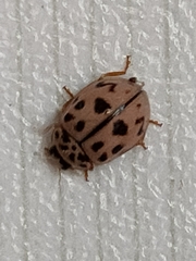 Oenopia conglobata
