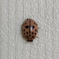 Oenopia conglobata