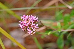 Centranthus ruber