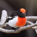 Red-capped Robin - Photo (c) Doug Wilson, some rights reserved (CC BY-NC), uploaded by Doug Wilson