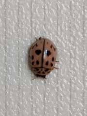 Oenopia conglobata