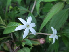 Heterophyllaea pustulata