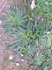 Plantago serraria