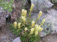 Pedicularis contorta