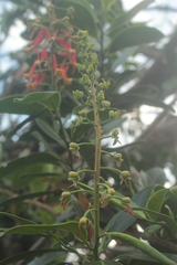 Souroubea sympetala